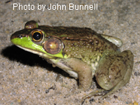Green Frog